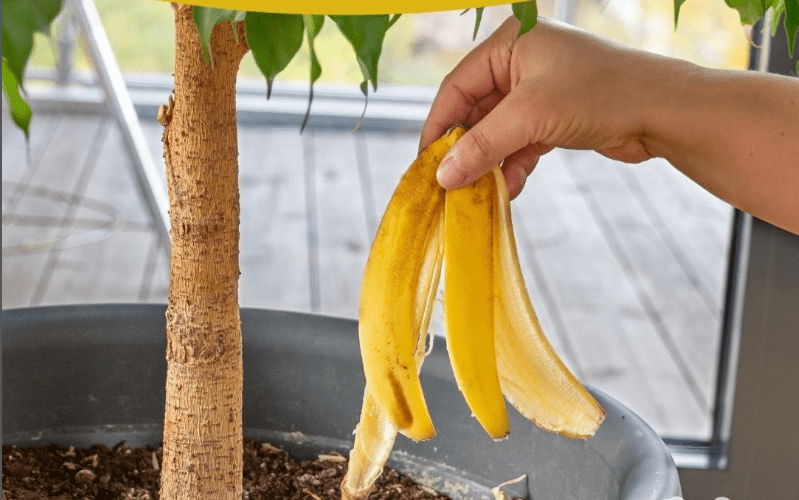 Bananenschale giftig