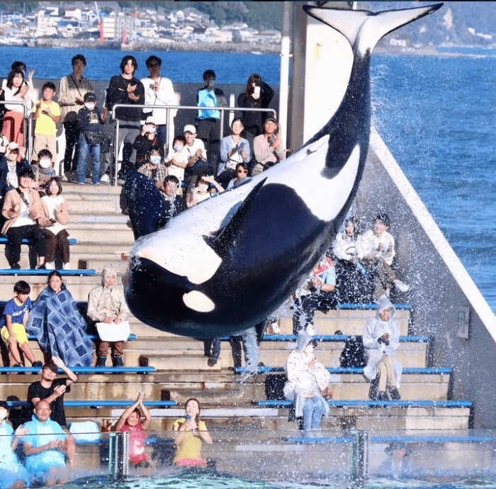 Orca Gestrandet Belgien