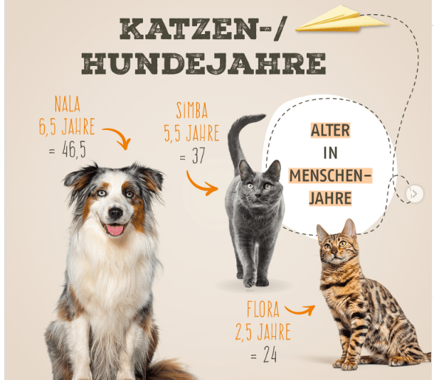 Wie man Katzenjahre in menschliche Jahre übersetzt