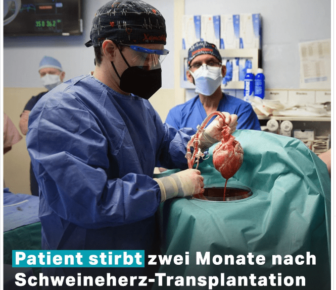 Herztransplantation Schweineherz