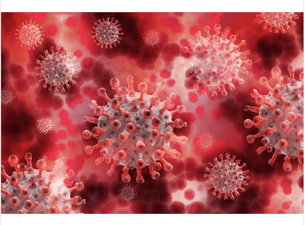 Neue Gefahr borna virus infektion