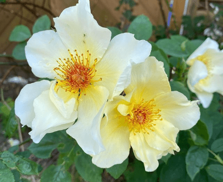 Die Liebe zu Rosen mit Dornen