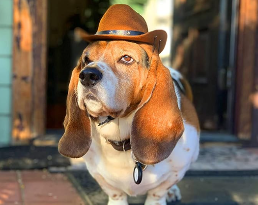 Der trendige Cowboyhut für Ihren treuen Begleiter